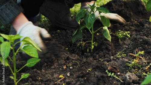 Planting pepper seedlings in the garden. Growing pepper in your own garden. Vegetable farming. Homemade organic vegetables. Planting seedlings.