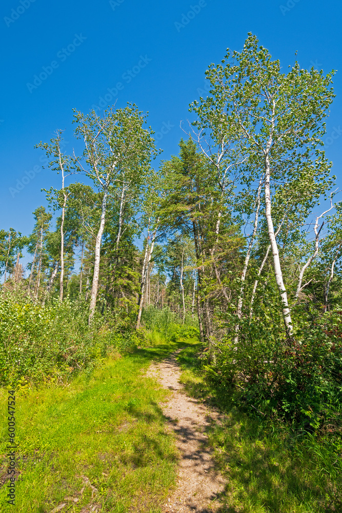 Forested Path Along the Shores of Lake Winnepeg Forested Path Along the Shores of Lake Winnepeg