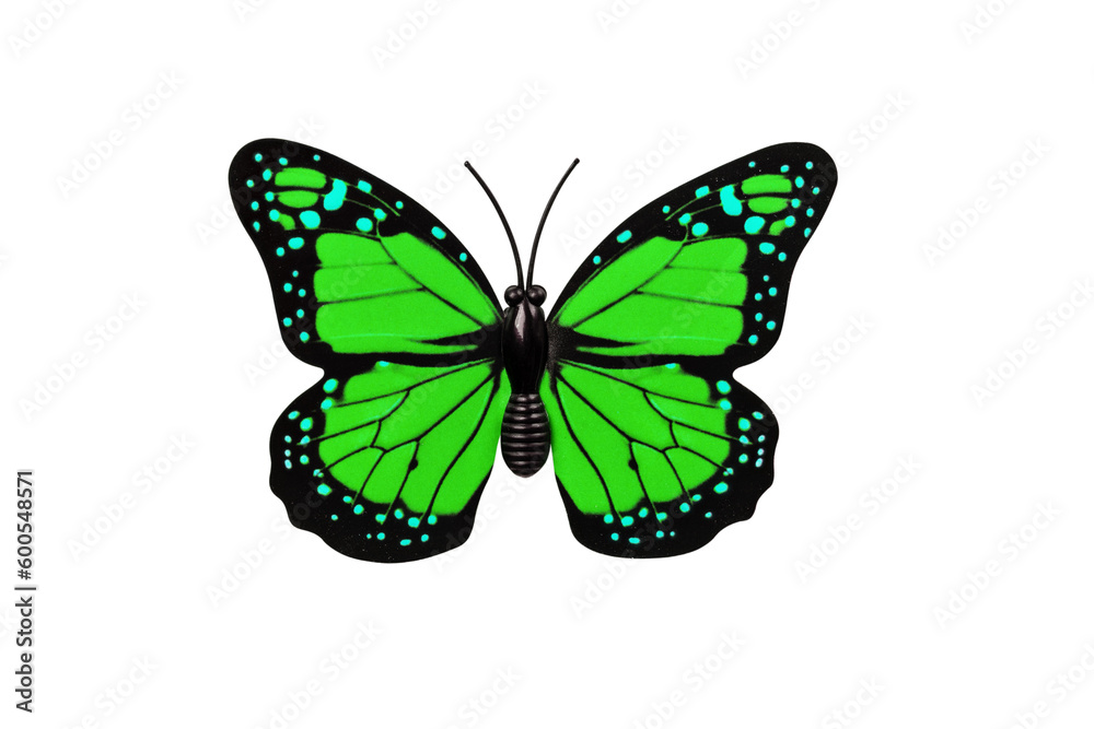 Obraz premium Green butterfly isolated on white background top view. Butterfly as an element for design.
