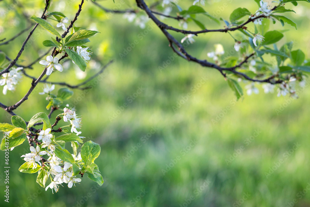 Blurred image of flowering branches of a plum tree on a background of greenery.Spring background.