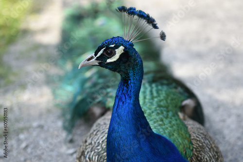 Closeup of an indean peafowl's head, Siebenbergen, Kassel, Germany