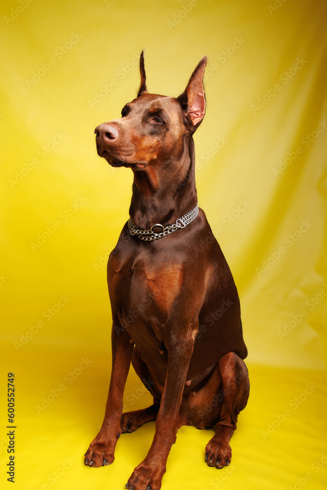 Brown Dobermann dog photo shooting in studio