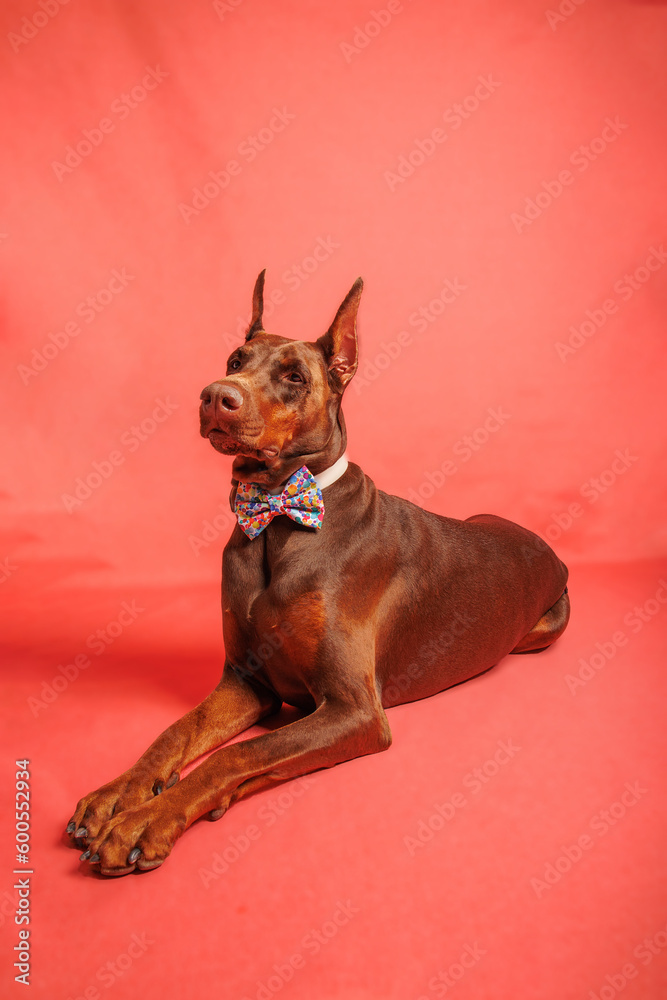 Brown Dobermann dog photo shooting in studio Brown Dobermann dog photo shooting in studio