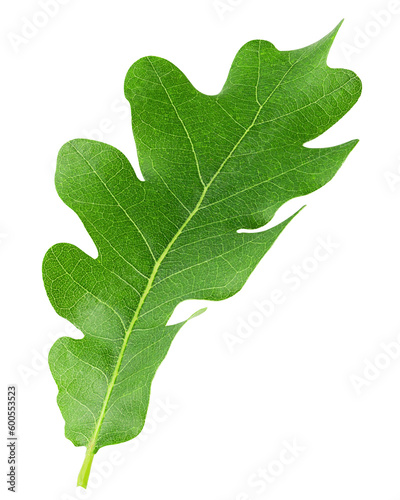 oak leaf, isolated on white background, full depth of field