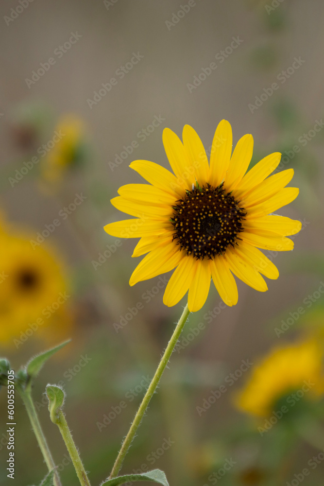 sunflower in the garden sunflower in the garden