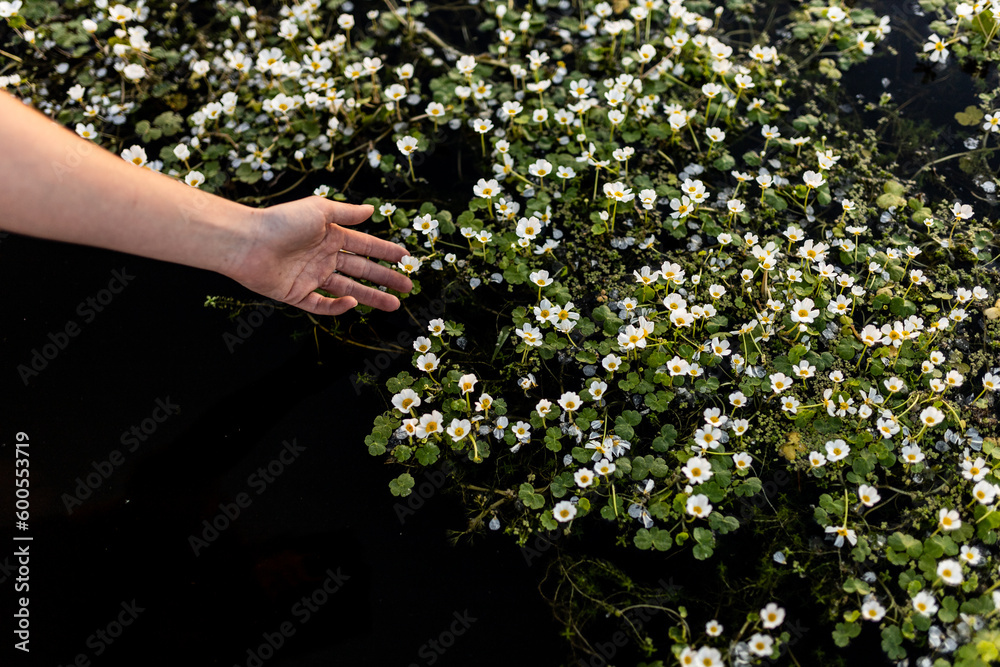 woman's hand holding flowers submerged in the water of a river, white flowers and green plants. woman's hand holding flowers submerged in the water of a river, white flowers and green plants.