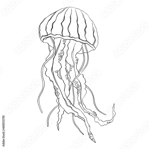 Hand drawn doodle jellyfish. Vector illustration. Hand drawn jellyfish. Vector illustration. Sea collection. Vector of jellyfish design on a white background. Easy editable layered vector illustration