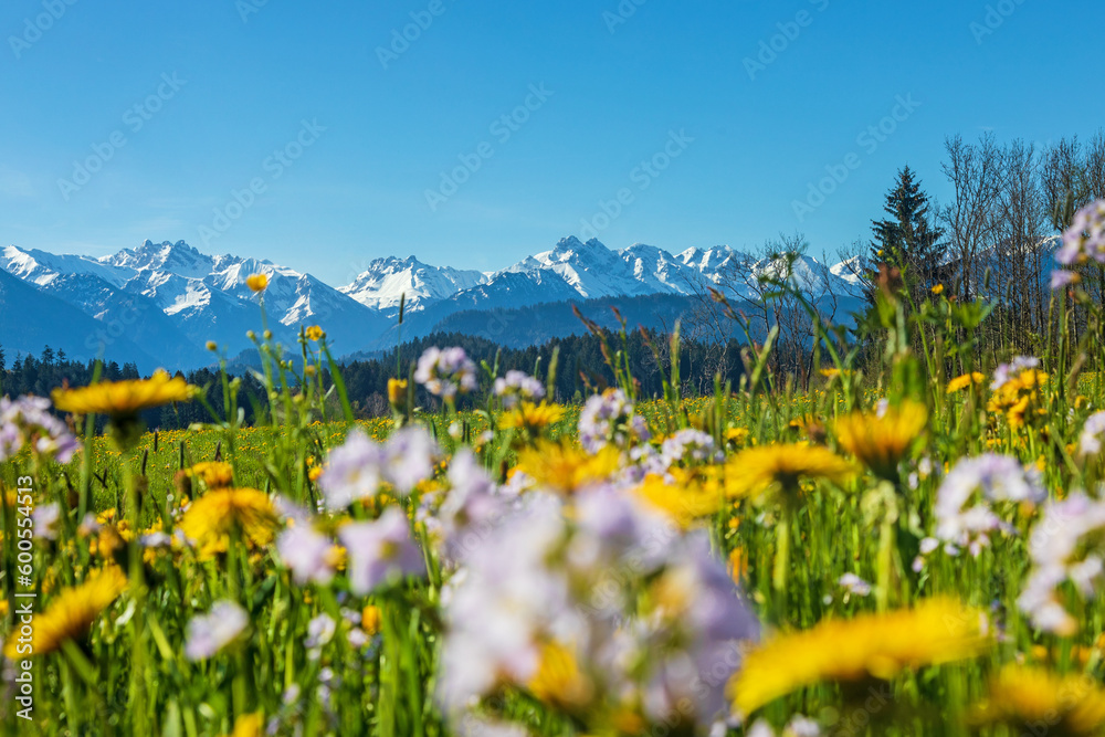 Allgäu - Frühling - Blumen - Alpen - Berge 