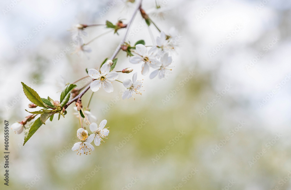 Cherry blossom in spring for background or copy space for text. Cherry blossom in spring for background or copy space for text.
