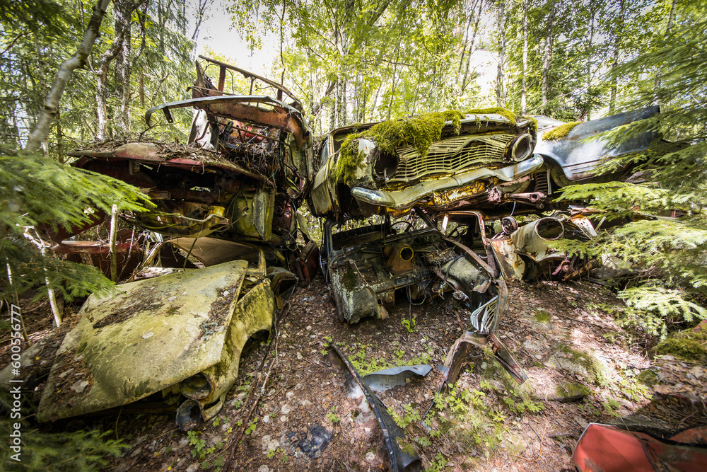 Forgotten car scrapyard overgrown with plants in the woods