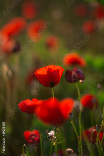 red poppies, evening sun flowers, fields of poppies, floral patterns, poppy patterns,