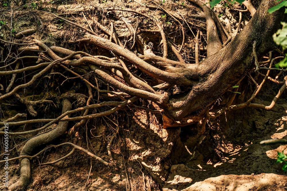 Tree trunk and roots exposed in the side of a collapsing sandy hillside seen in the warm bright afternoon sunlight