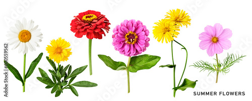 Summer daisy flowers set isolated. PNG with transparent background. Flat lay, top view. Design element. Without shadow.