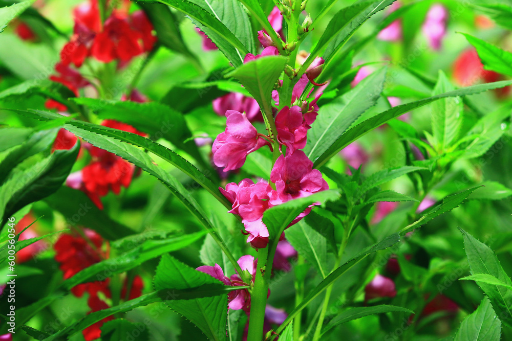 African Touch-me-not or Garden Balsam or Buzzy Lizzy or Busy Lizzy or Busy Lizzie flowers African Touch-me-not or Garden Balsam or Buzzy Lizzy or Busy Lizzy or Busy Lizzie flowers