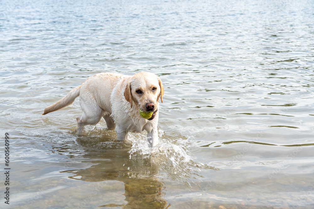 A white Labrador dog goes to the beach and carries a tennis ball in its mouth, the concept of minimalism.