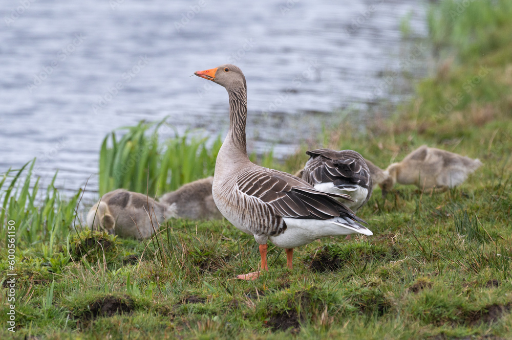Anser anser, greylag goose, oie cendrée Anser anser, greylag goose, oie cendrée
