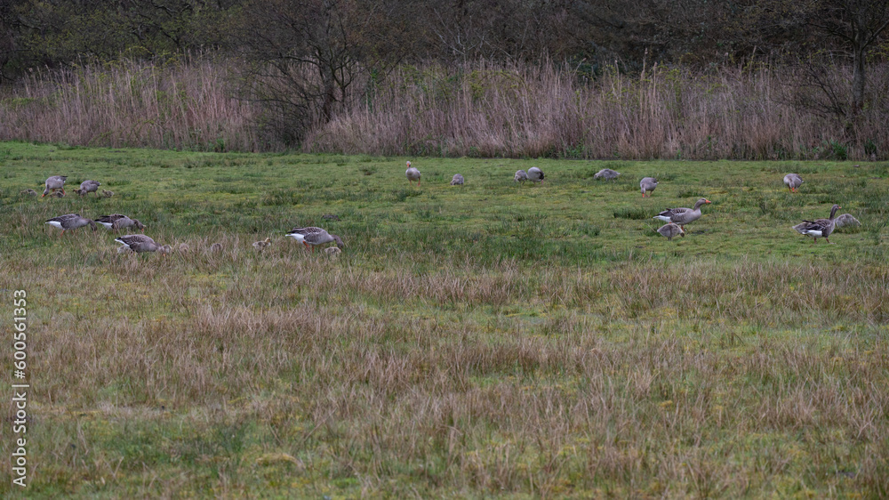 Anser anser, greylag goose, oie cendrée Anser anser, greylag goose, oie cendrée