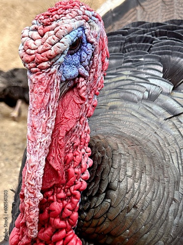 head of a turkey close-up. animal husbandry