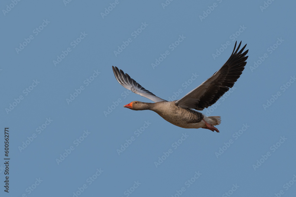 Anser anser, greylag goose, oie cendrée Anser anser, greylag goose, oie cendrée