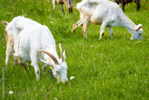 Two white domestic goats grazing in a meadow on a sunny day