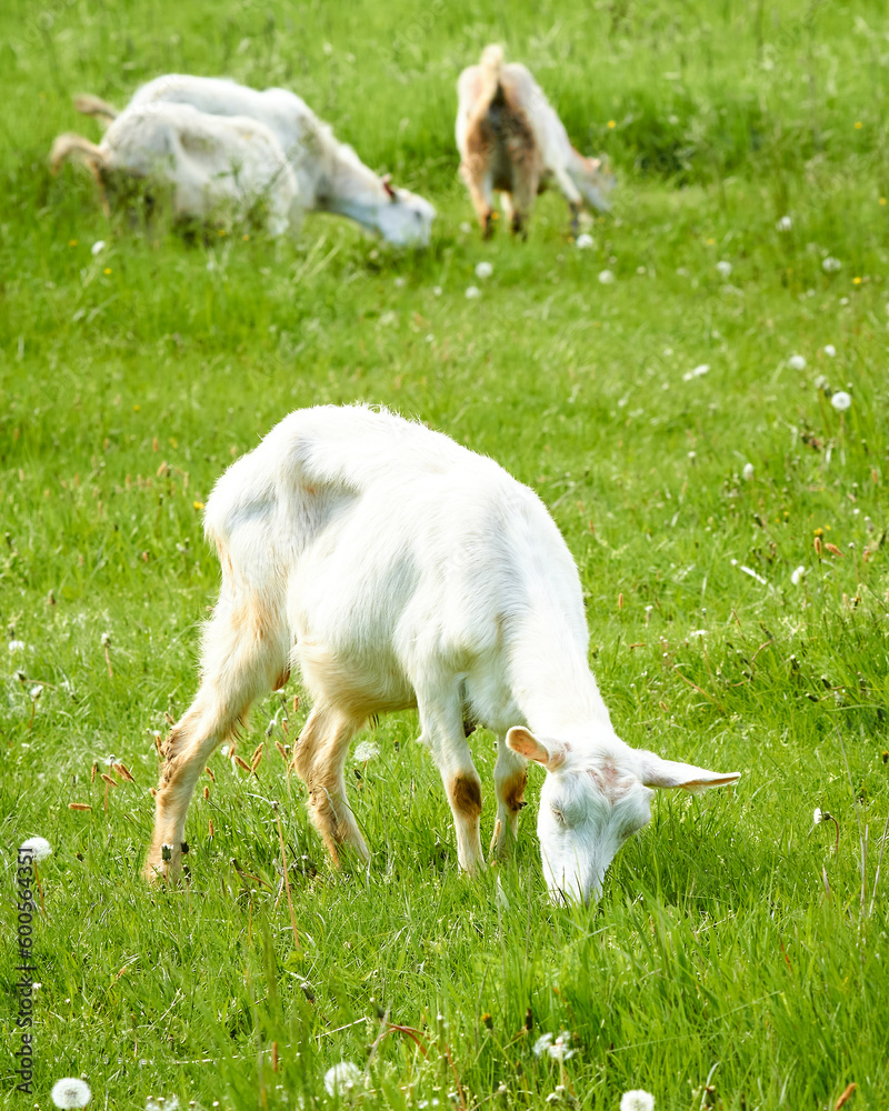 Obraz premium Young white goat grazing in a green meadow on a sunny day