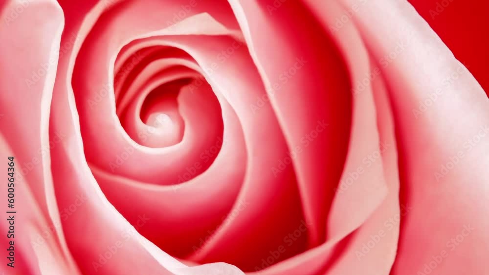 Rose pink flower, open bud close-up, top view, rotating, turning, close-up, macro, selective focus
Rose pink flower, open bud close-up, top view, rotating, turning, close-up, macro, selective focus