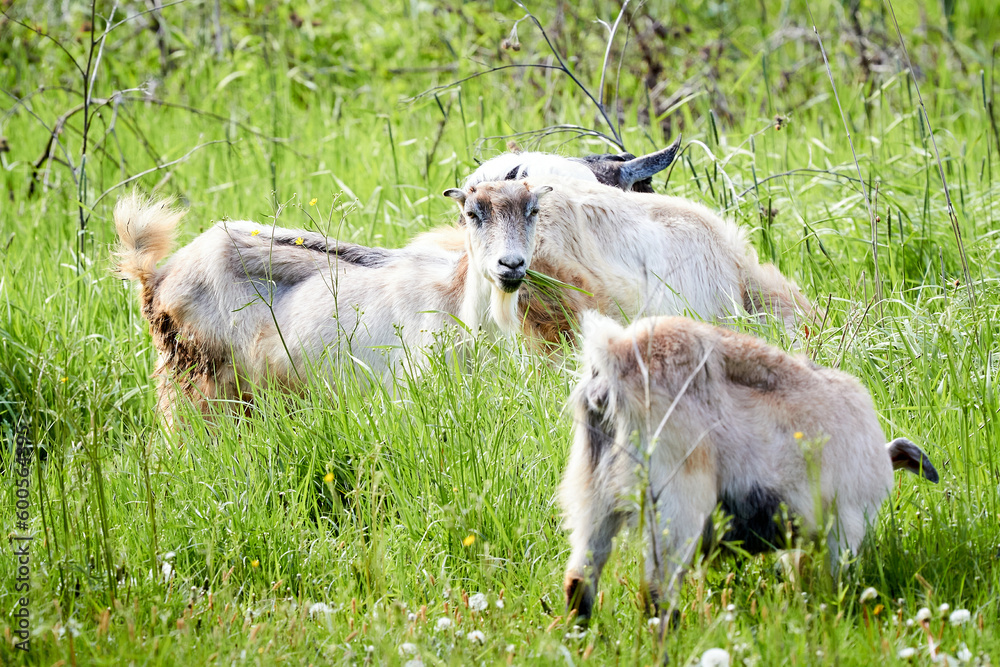 Obraz premium Young goats grazing in a green meadow on a sunny day