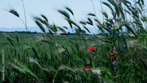poppy flowers in the field red, field of wheat