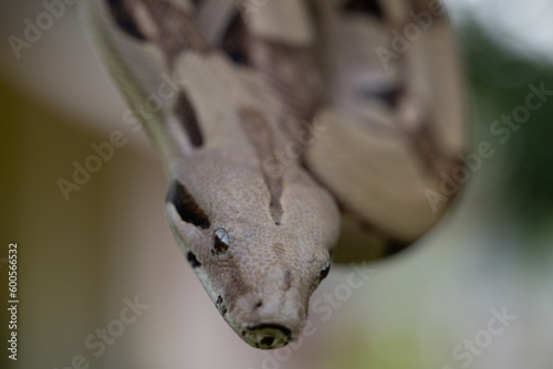 Photo of a boa constrictor. Closeup of snake with neutral background. Real color on a green background. © Tommaso
