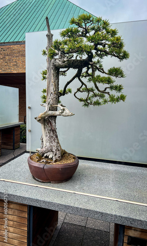 Limber Pine Bonsai tree at Chicago Botanical Garden