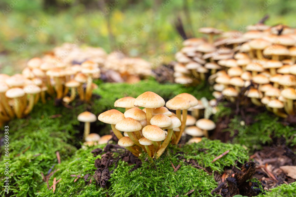 Hypholoma fasciculare, commonly known as the sulphur tuft or clustered woodlover. Hypholoma fasciculare, commonly known as the sulphur tuft or clustered woodlover.