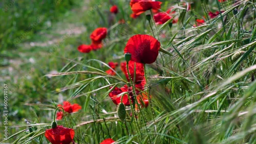 red poppies in a field red poppies in a field