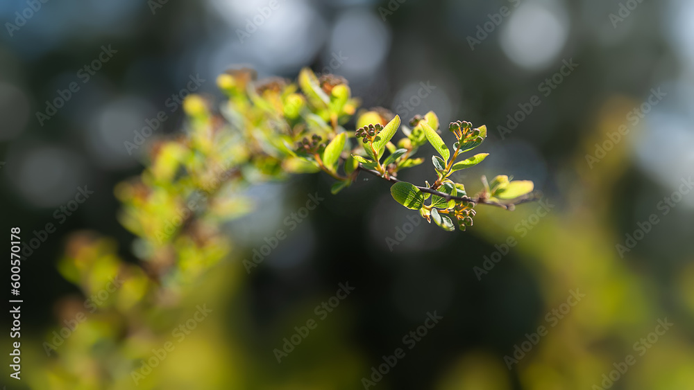 Foliage to light. Glow of young green foliage of a bush in a sunbeam. Shallow depth of field. Selective focus Foliage to light. Glow of young green foliage of a bush in a sunbeam. Shallow depth of field. Selective focus
