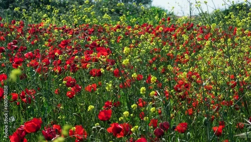 field of red and yellow tulips