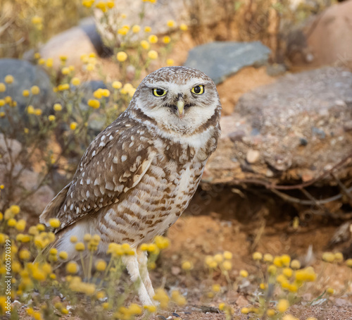 Burrowing Owls enjoying the super bloom in Scottsdale Arizona