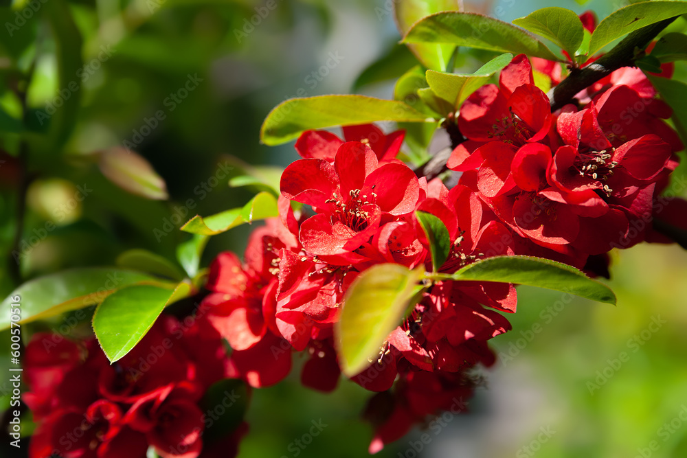 Japanese quince. Red flowers. Red flowers of Japanese quince close-up. Flowering shrub. Saturated color. Shallow depth of field. Natural background. Selective focus Japanese quince. Red flowers. Red flowers of Japanese quince close-up. Flowering shrub. Saturated color. Shallow depth of field. Natural background. Selective focus