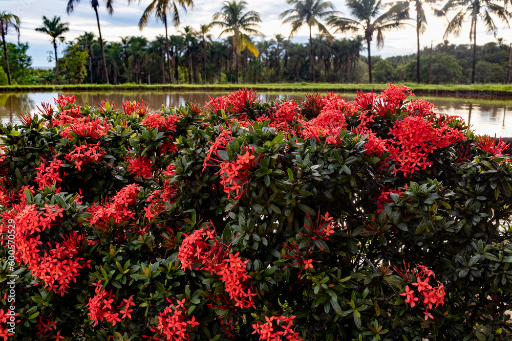 Dramatic and beautiful cover of red ixora blooming on a summer day in Uberaba, Minas Gerais. Lake and line of palm trees in the background