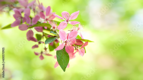 Pink flowers. Blooming tree close up. Tree blooms pink. Natural background. Copy space. Shallow depth of field. Selective focus