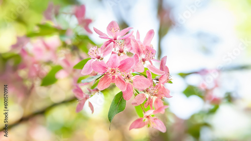 Pink flowers. Flowering tree close-up. Tree blooms pink. Natural background. Copy space. Shallow depth of field. Selective focus © Alex Puhovoy