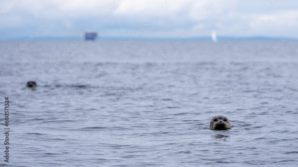 Fototapeta premium Harbor seal in the puget sound