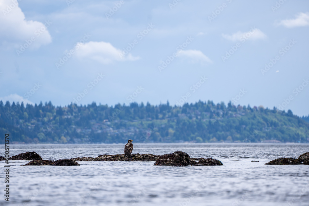 Juvenile Bald Eagle in Seattle Juvenile Bald Eagle in Seattle