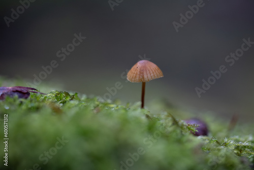 mushroom in the moss