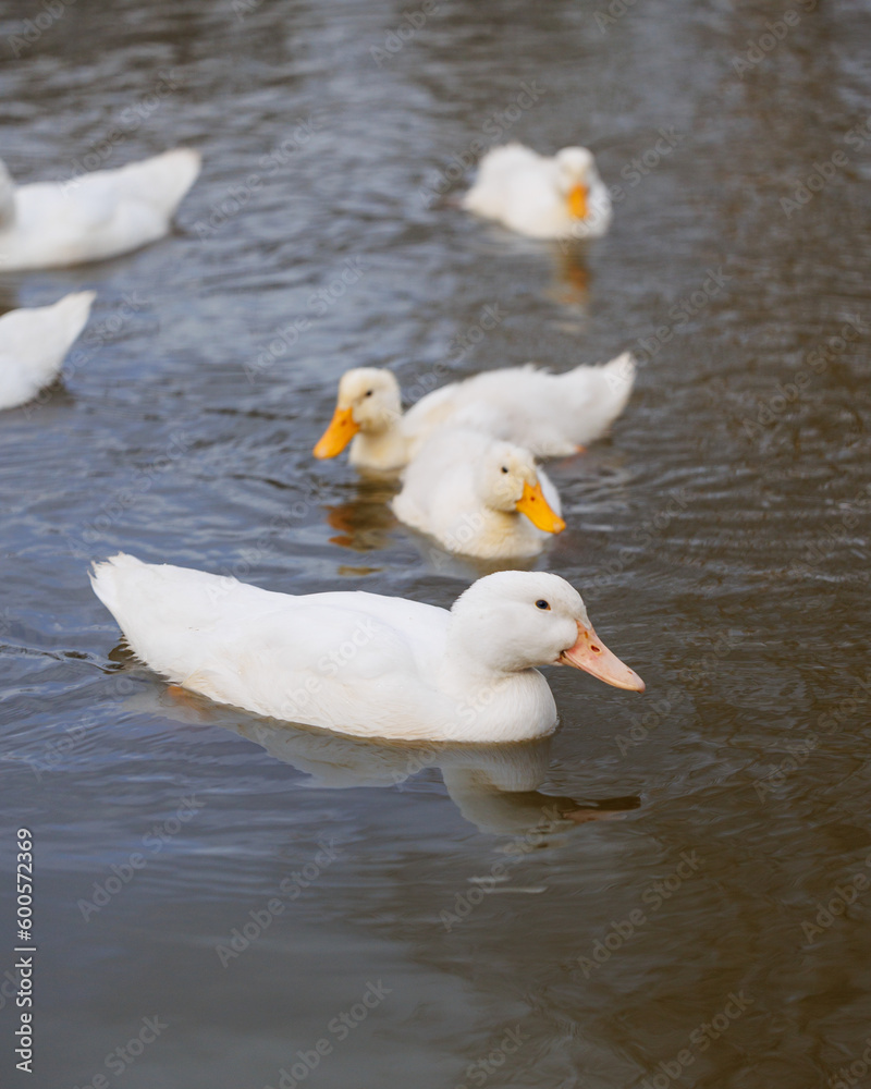 white ducks swim in lake on farm. cute pets birds. taking care of cattle in backyard. subsistence farming, poultry farming for meat and eggs. environmentally friendly white ducks swim in lake on farm. cute pets birds. taking care of cattle in backyard. subsistence farming, poultry farming for meat and eggs. environmentally friendly