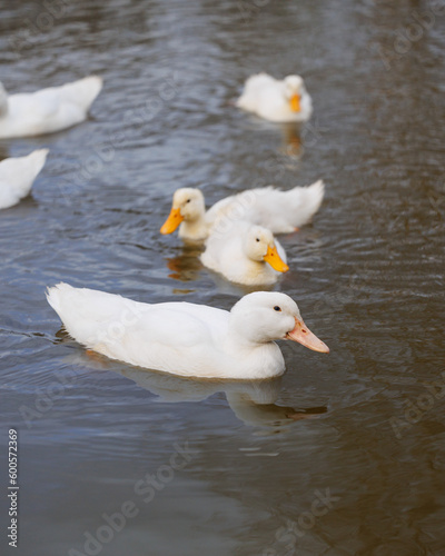 Fototapeta Naklejka Na Ścianę i Meble -  white ducks swim in lake on farm. cute pets birds. taking care of cattle in backyard. subsistence farming, poultry farming for meat and eggs. environmentally friendly
