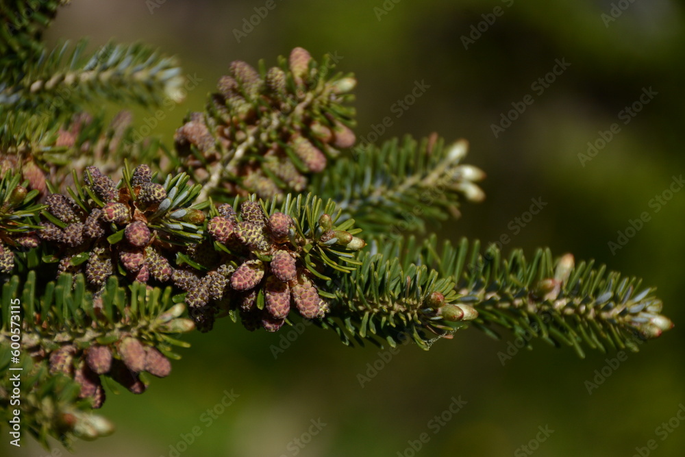 Green spruce branch with small spring pink cones Green spruce branch with small spring pink cones