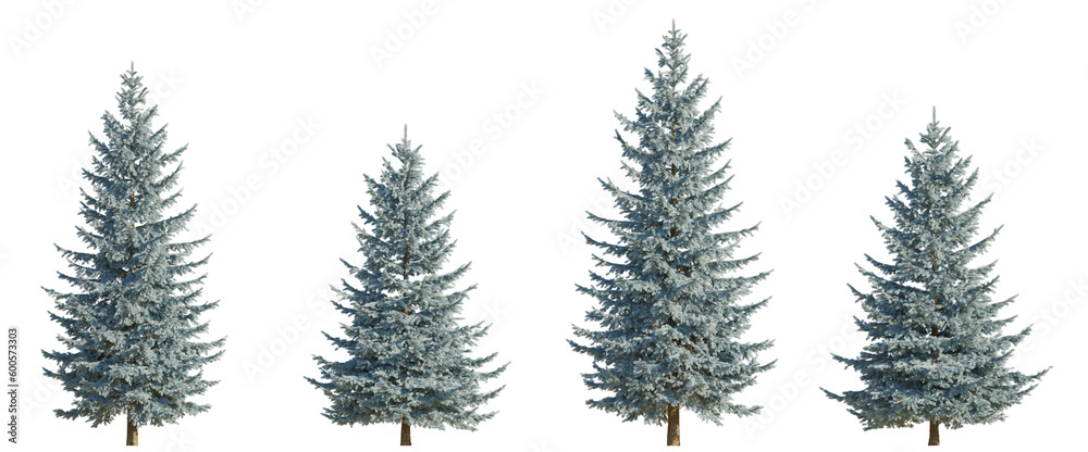 Set of 4 picea pungens colorado blue green spruce evergreen pinaceae needled tree isolated png on a transparent background perfectly cutout 