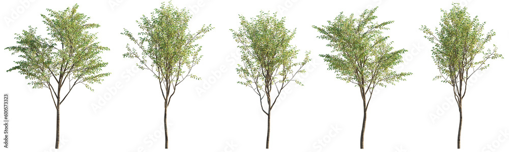 Naklejka premium Summer street young trees isolated png on a transparent background premium cutout