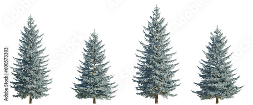Set of 4 picea pungens colorado blue green spruce evergreen pinaceae needled tree isolated png on a transparent background perfectly cutout 
