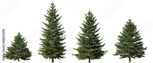 Photographie Set of 4 picea pungens colorado blue green spruce evergreen pinaceae needled tre