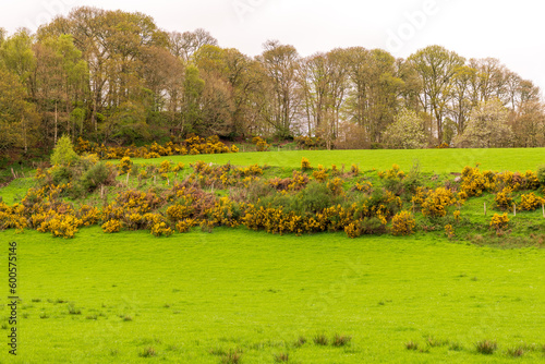 common gorse (ulex europaeus) in full yellow spring  flower in a farmers pasture hillside in perthsire scotland with trees in the baclground room for text

Scientific name: Ulex europaeus photo